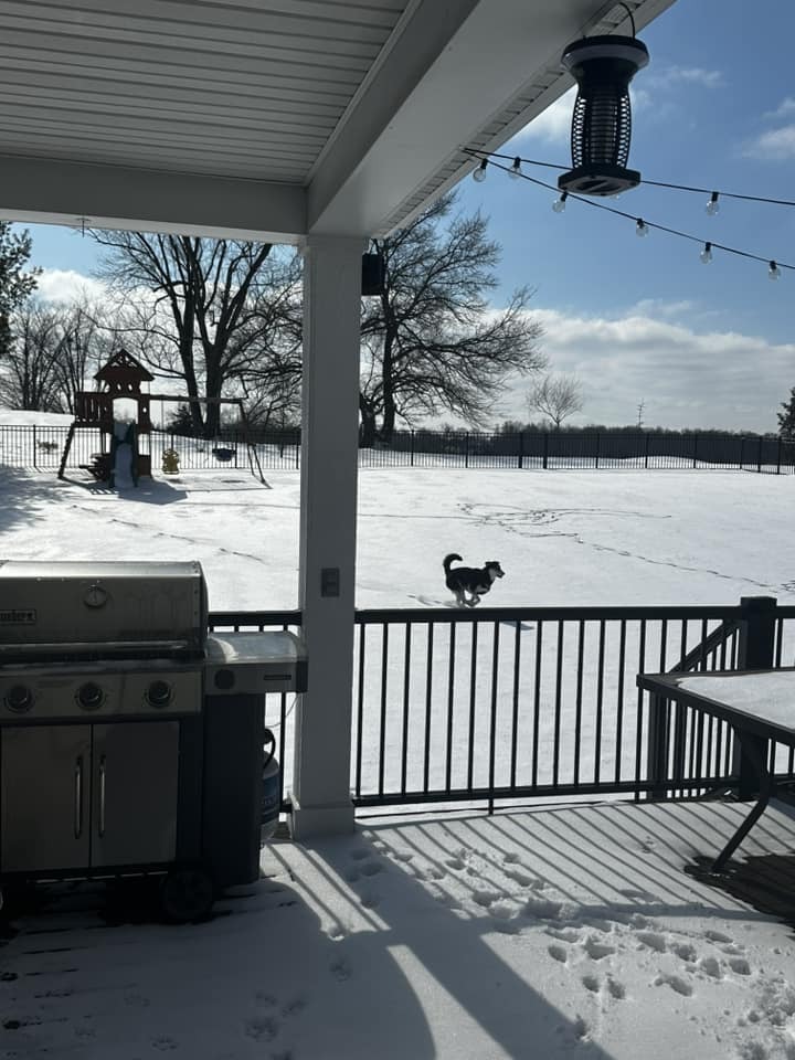 Nicole Matosky shared a picture of her backyard at her dog loving the snow.