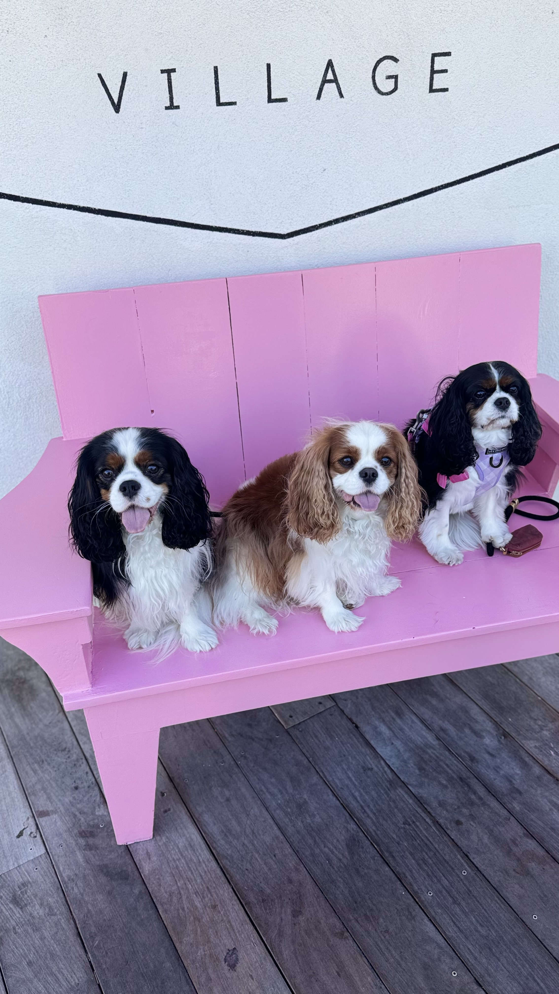 Knightly & Reign with their friend