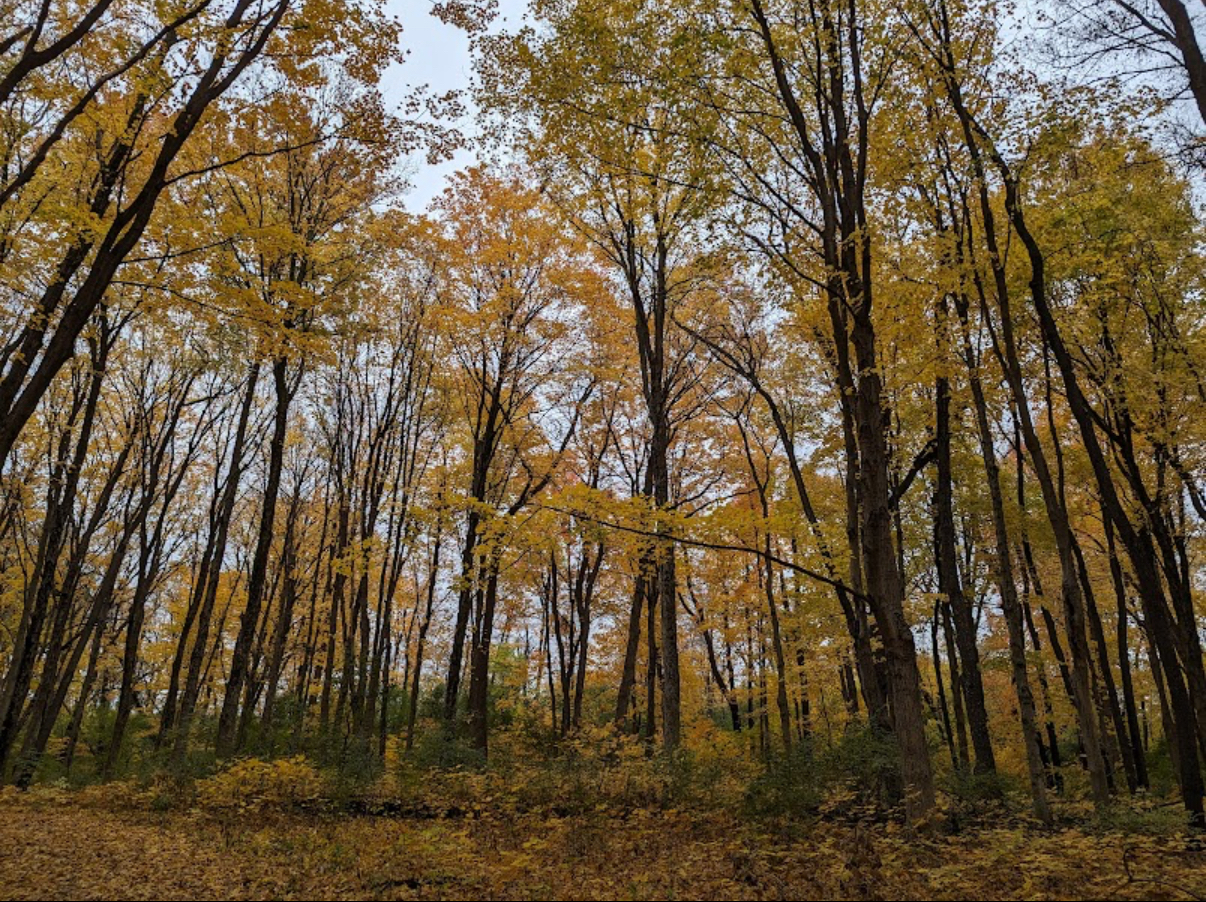 West DuPage Forest Preserve
(photo credit to Sonnet Schulz)