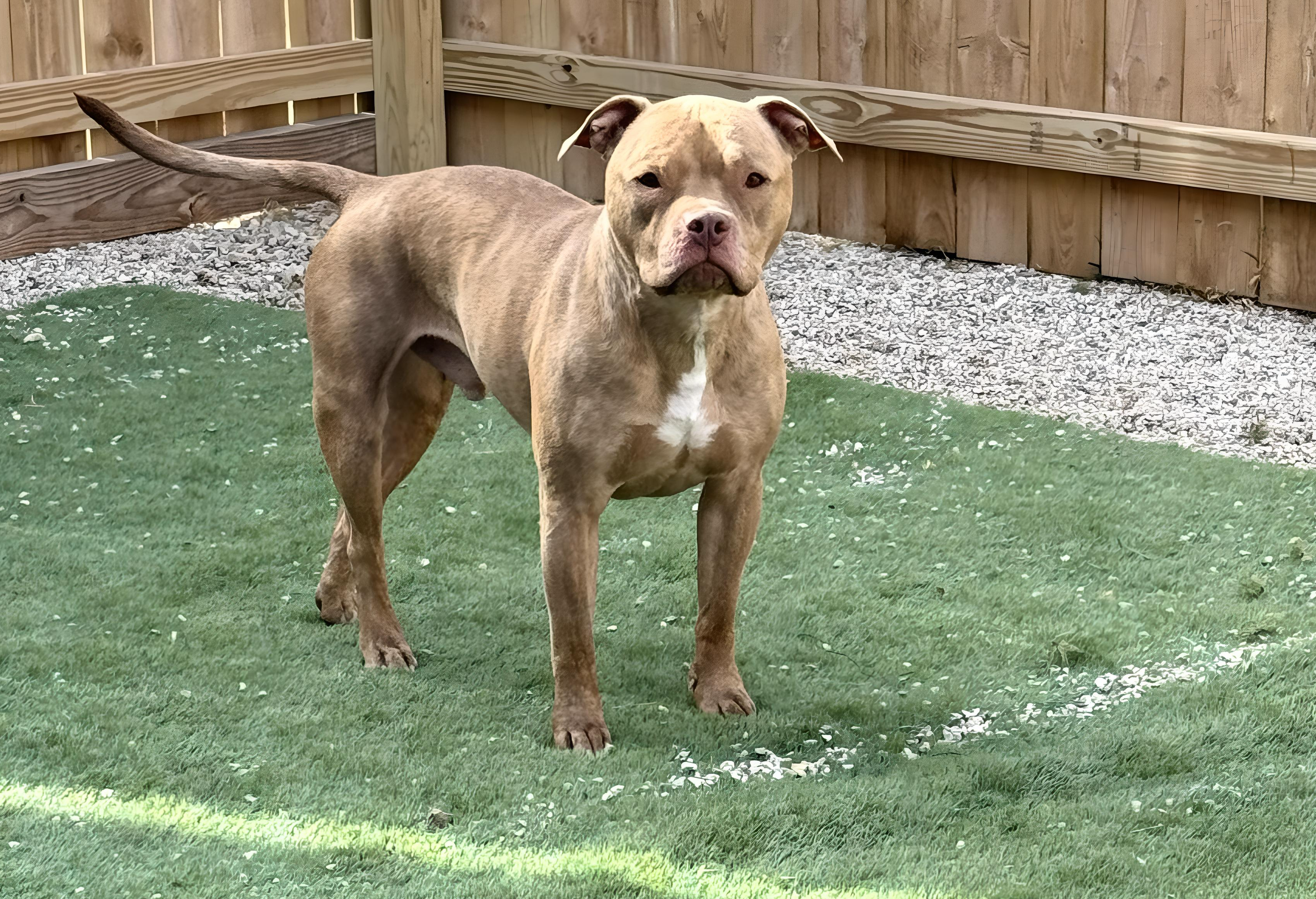 Moose is searching for a loving home where he can continue to thrive with patience and care. Could he be the perfect companion for you?