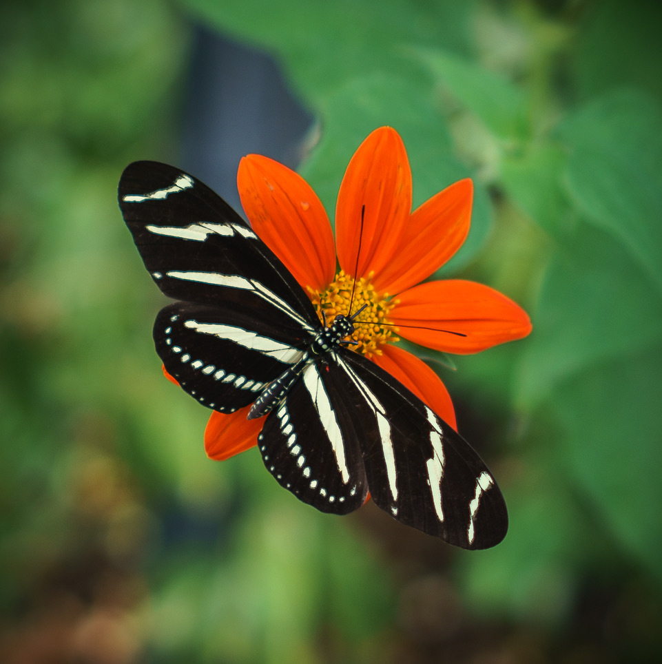 Zebra Longwing