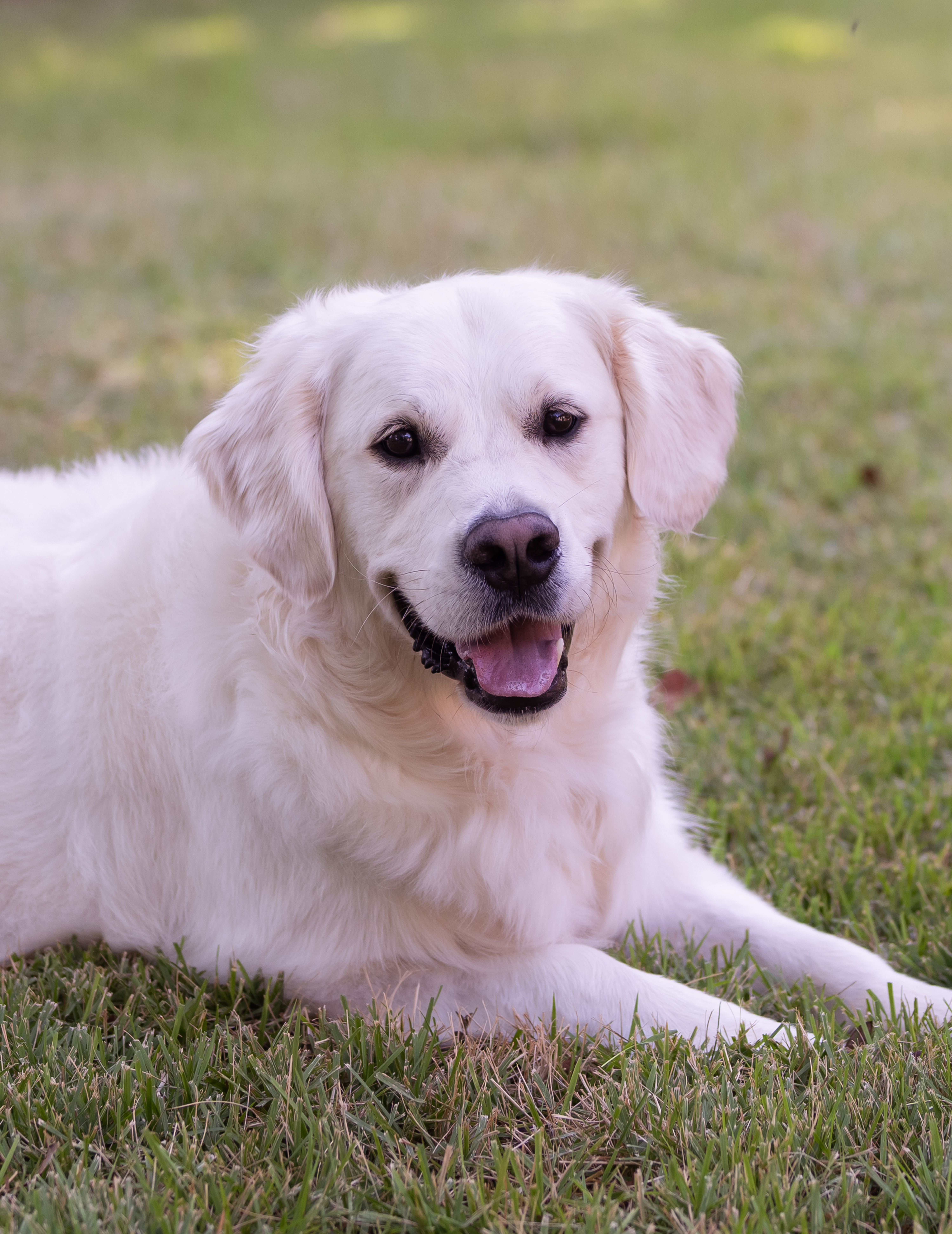 Ranger - English Cream Retriever