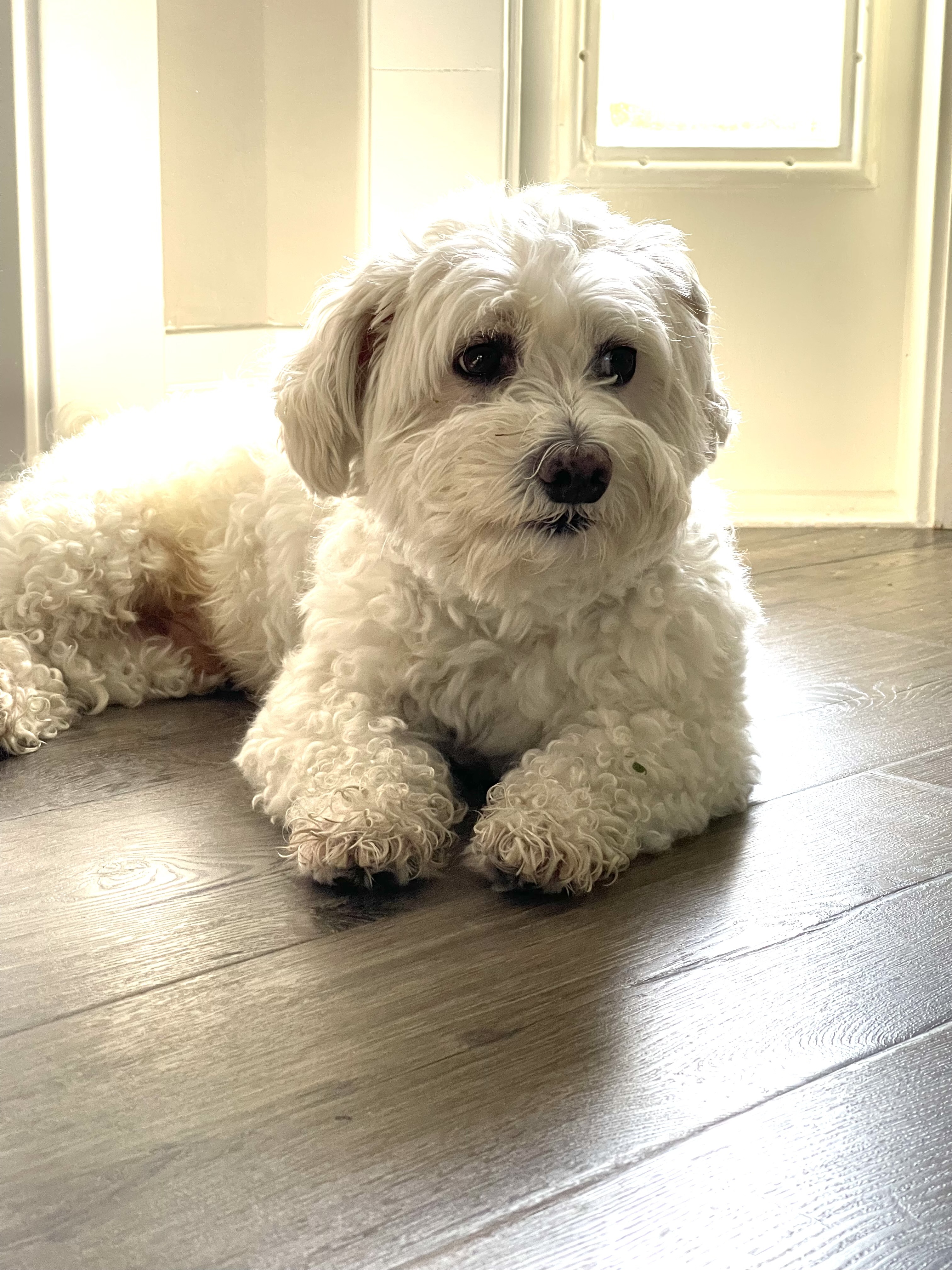 Yogi