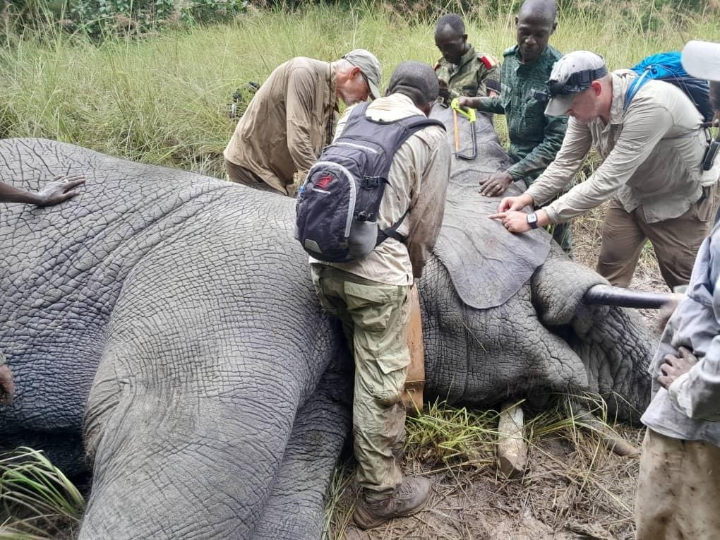Dr. Georoff and team placing satellite collar on anesthetized forest elephant