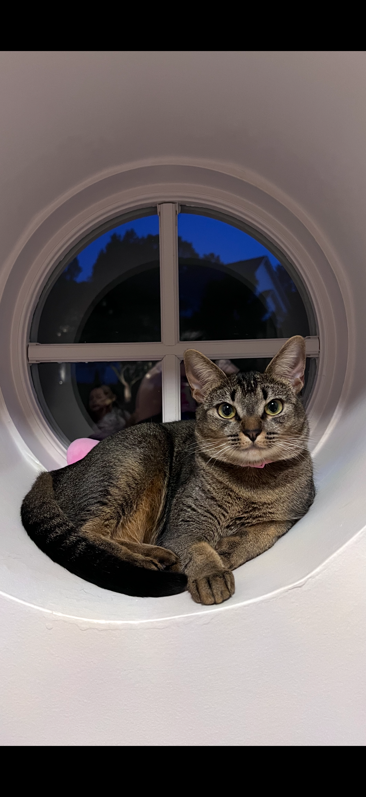curious Mercedes waiting in a window!