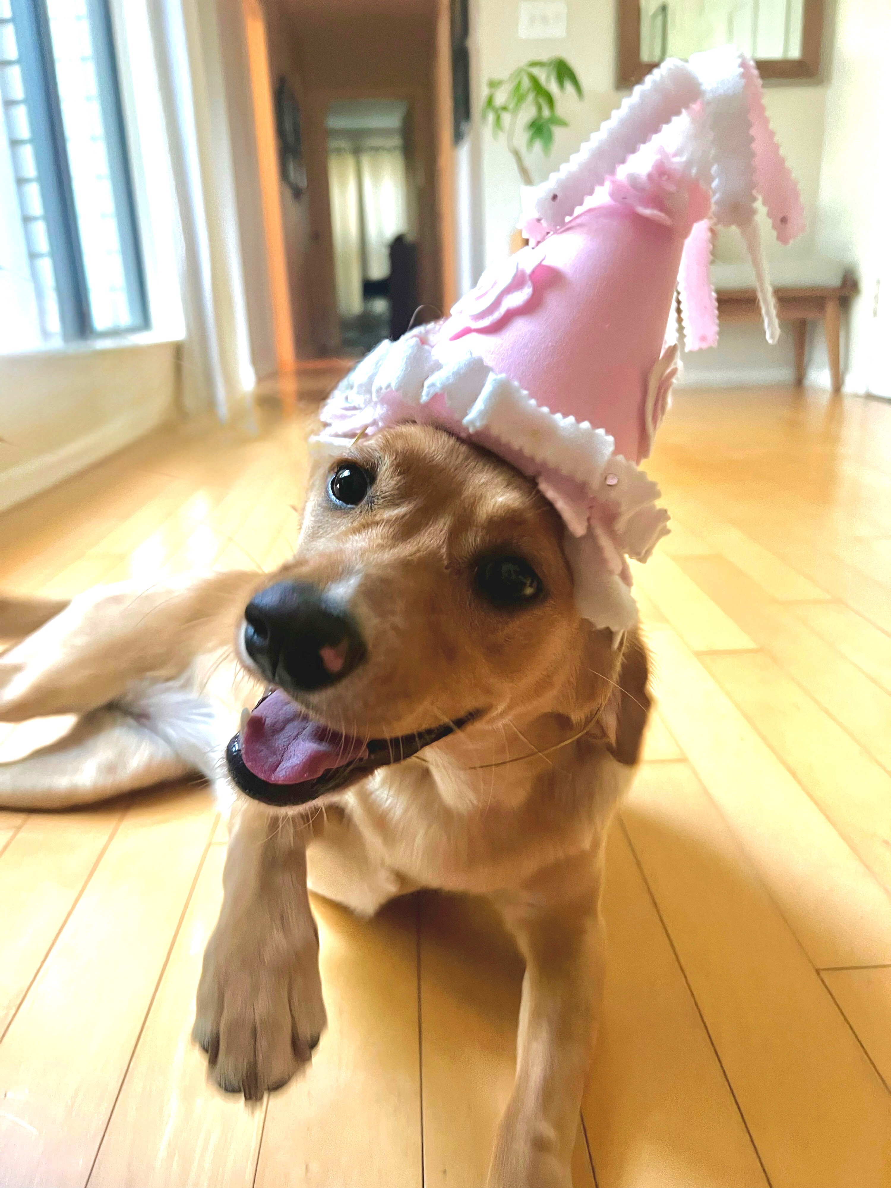 Callie in her birthday hat