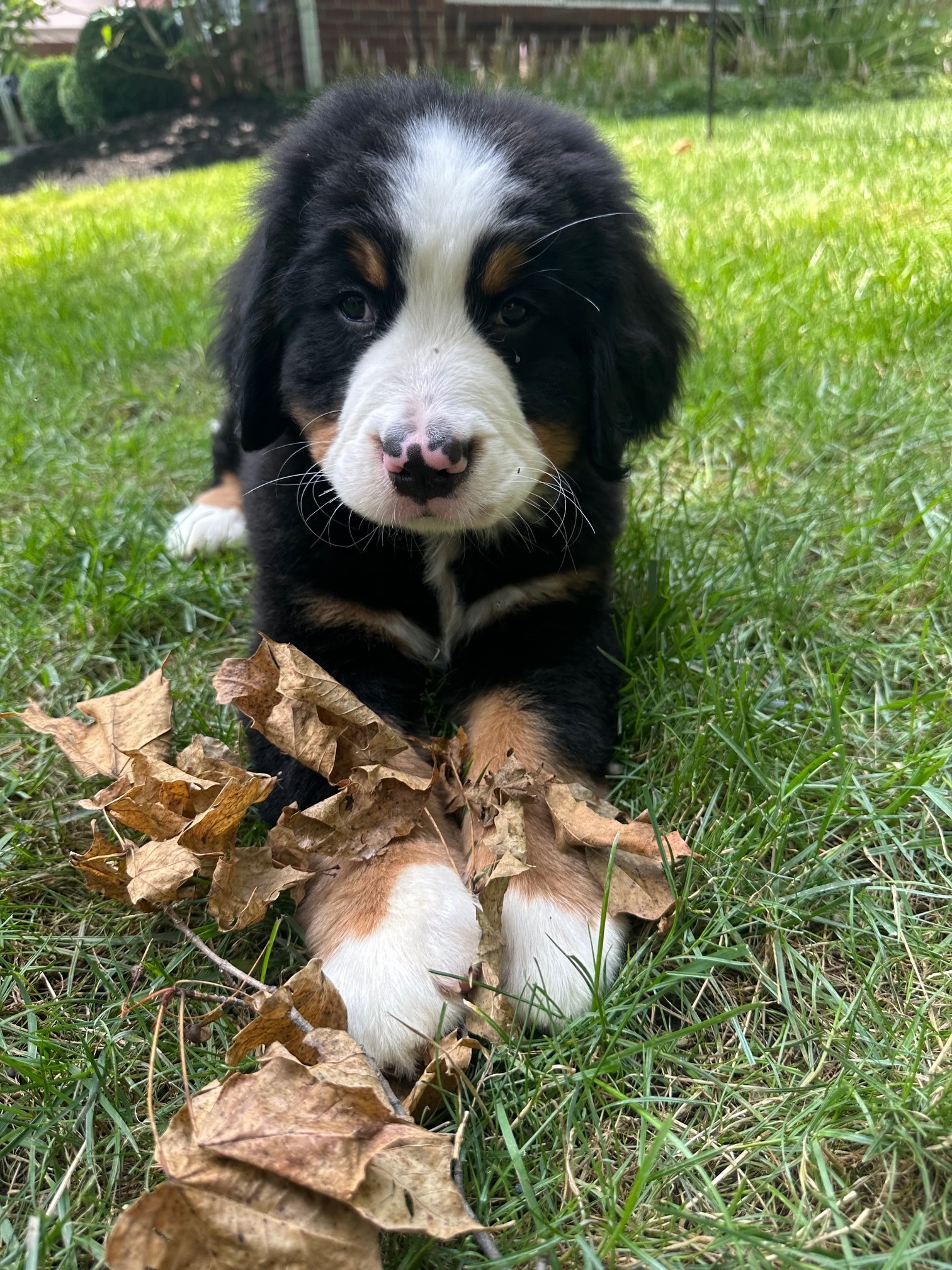 Griswold enjoying the fall leaves in the yard—this Bernese pup is already full of personality.