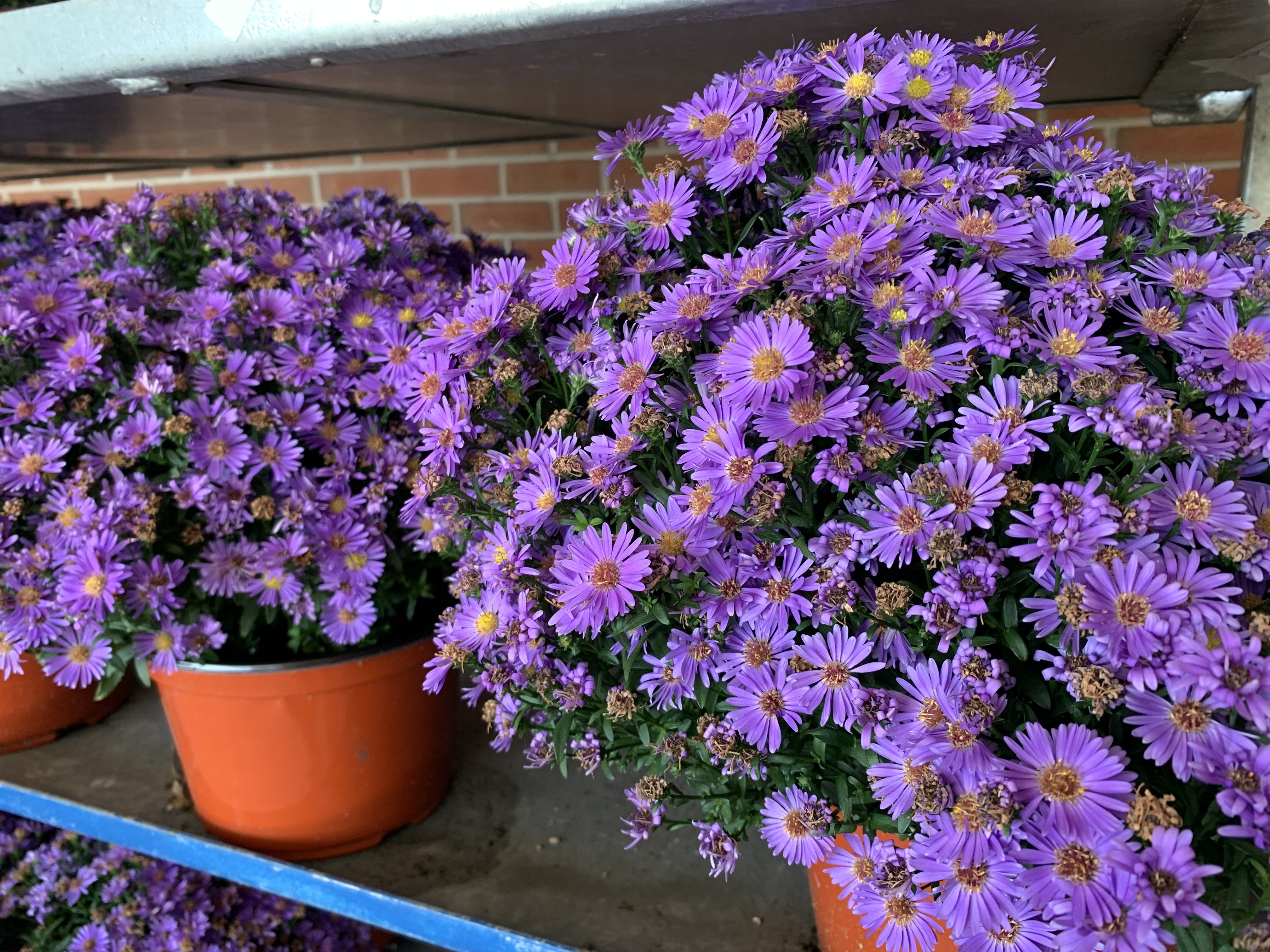 Purple Asters