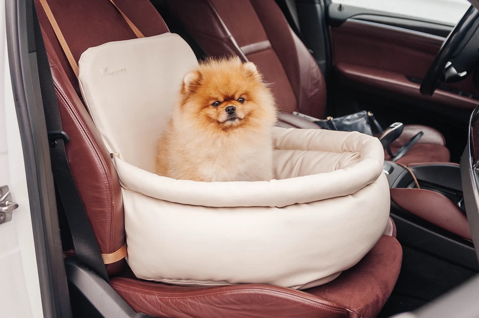 Shotgun! This fluffy co-pilot is buckled up and ready for the Thanksgiving adventure ahead.