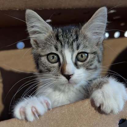 Adoptable kitten Tigger