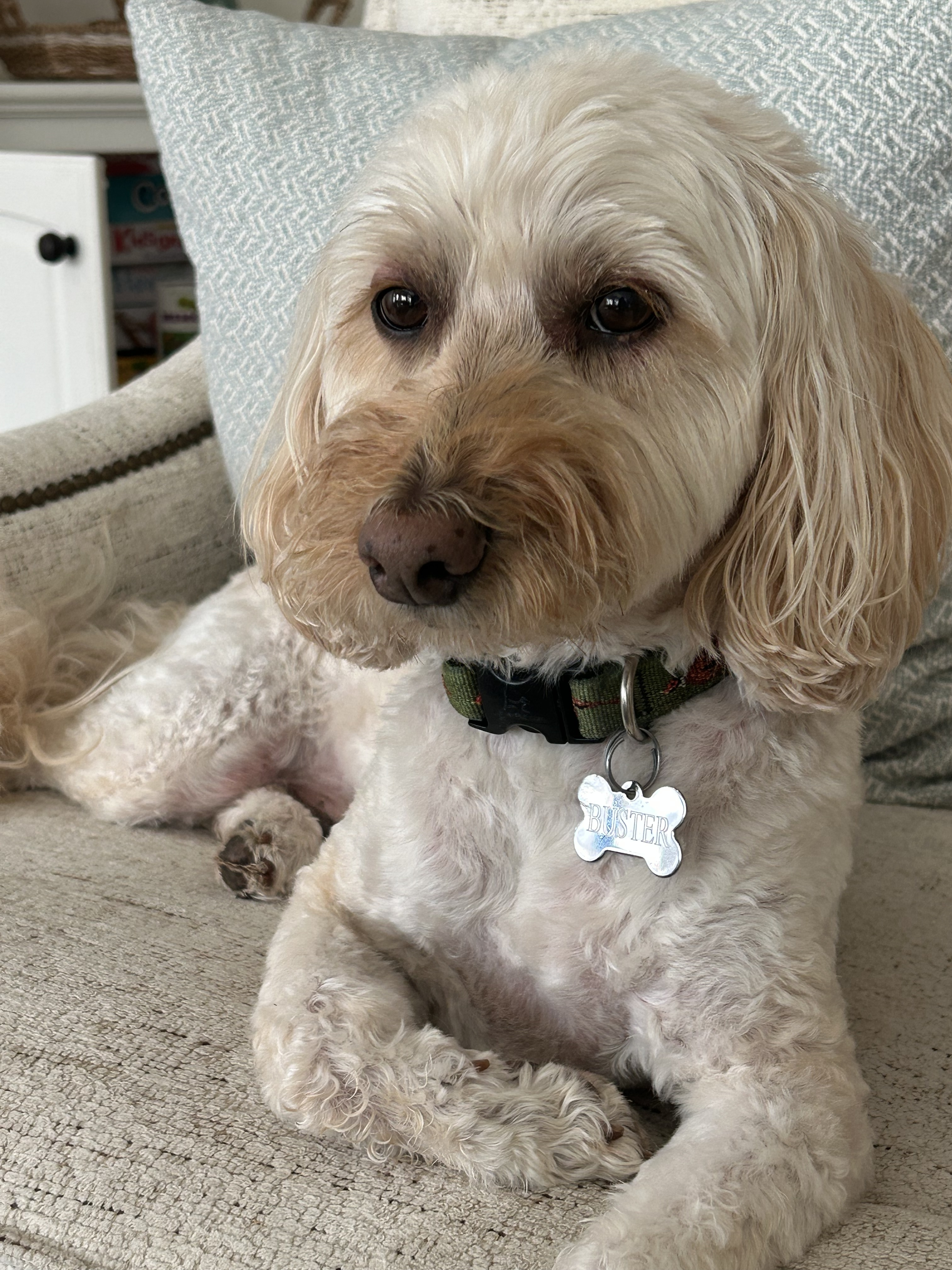Bossy Buster Crane - Miniature Goldendoodle