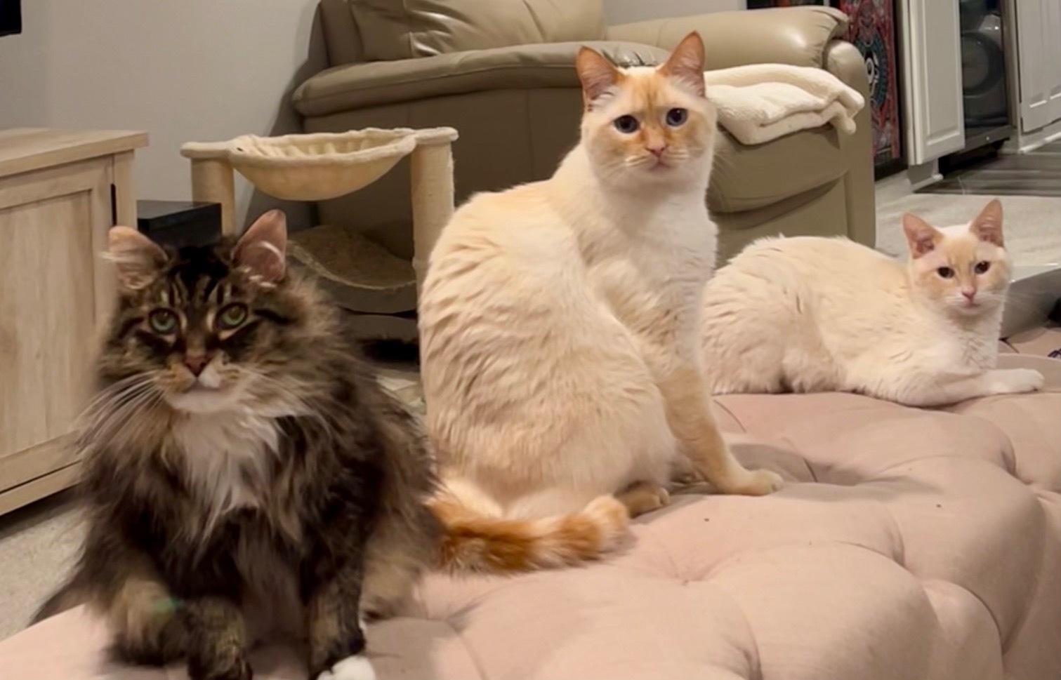 Cat B, Jack and Frankie