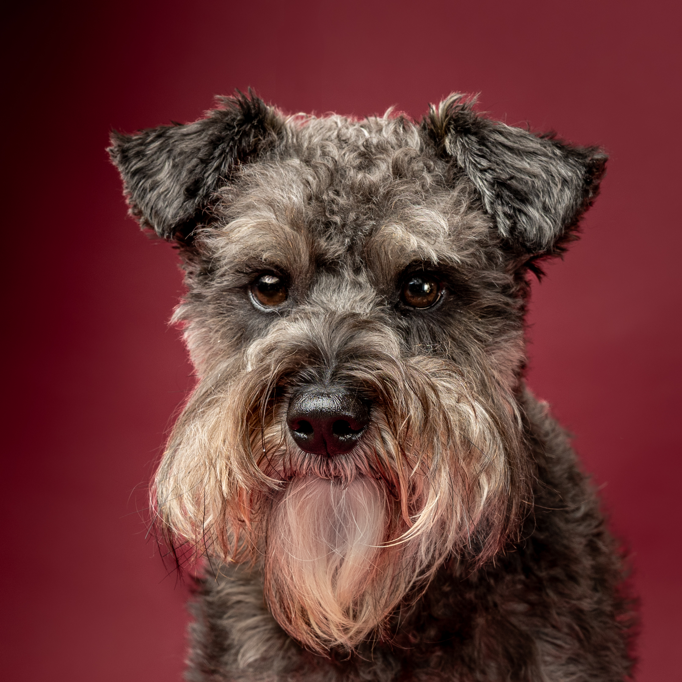 Beni the protector. (photography by Puppy Love Pet Photography)