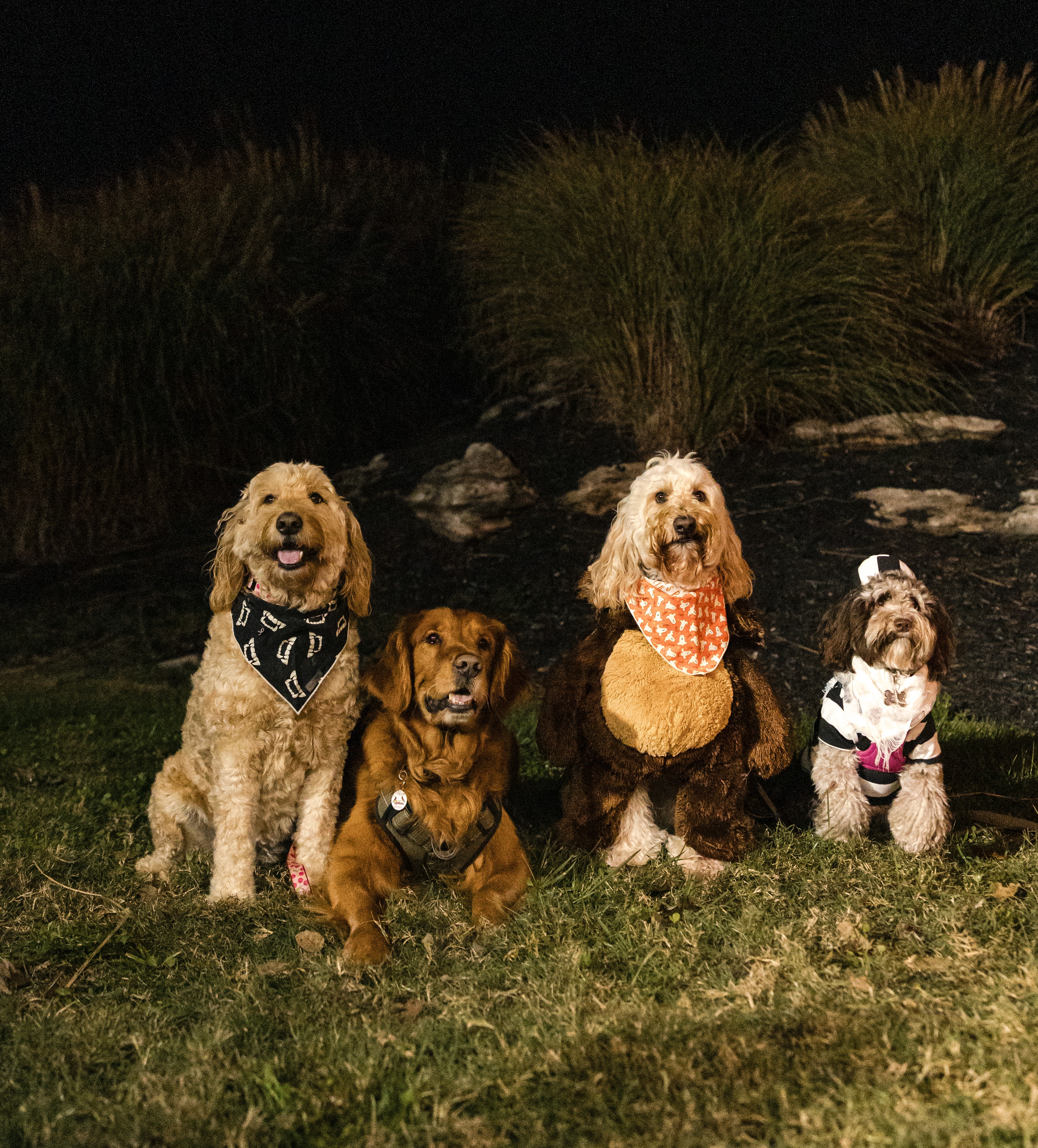 Even the pups were dressed up!