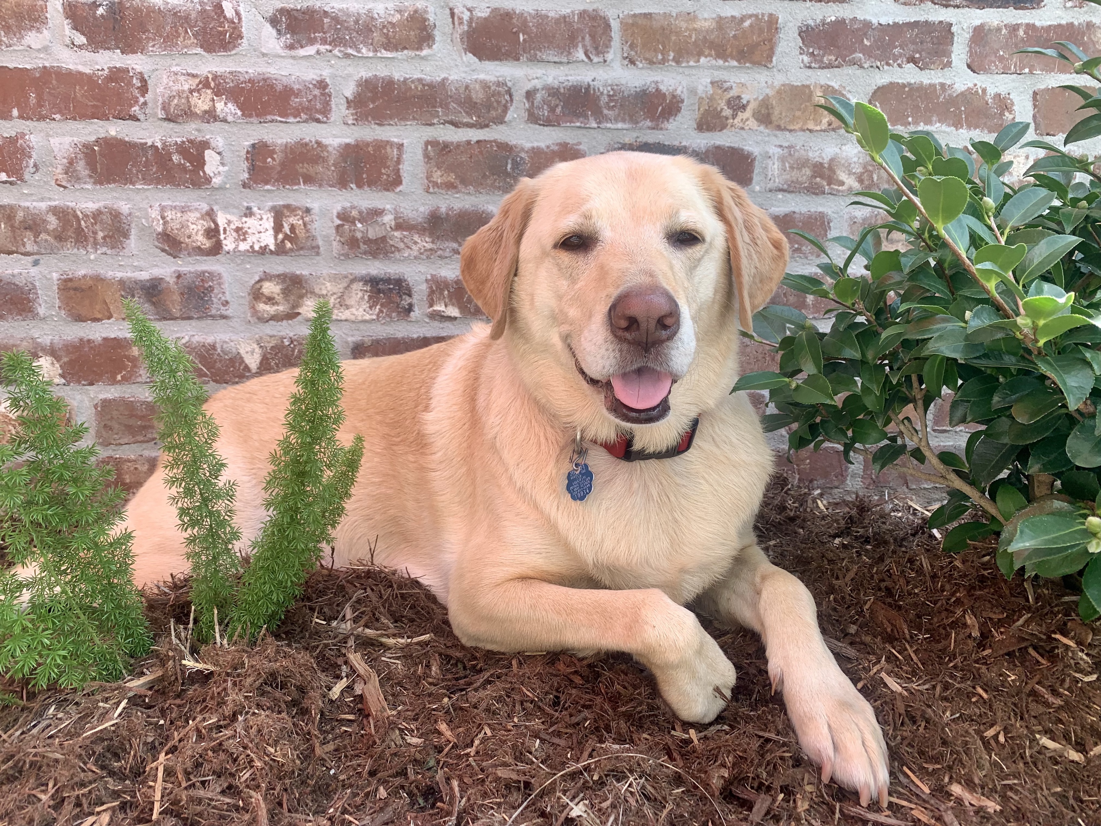 Dixie, fur baby of Wade, Renee, & Mason Guillory
