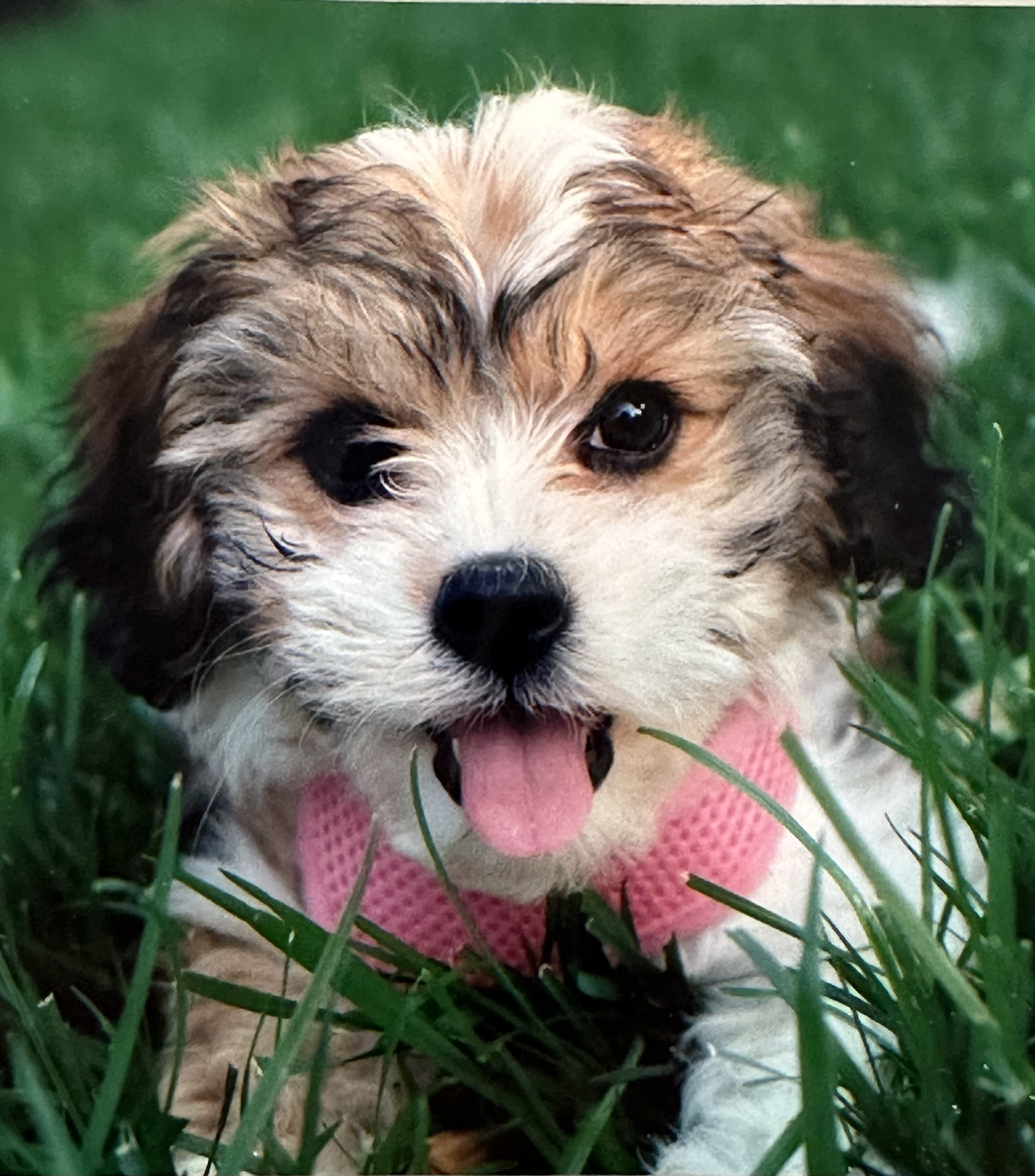 A young Georgia Rose.