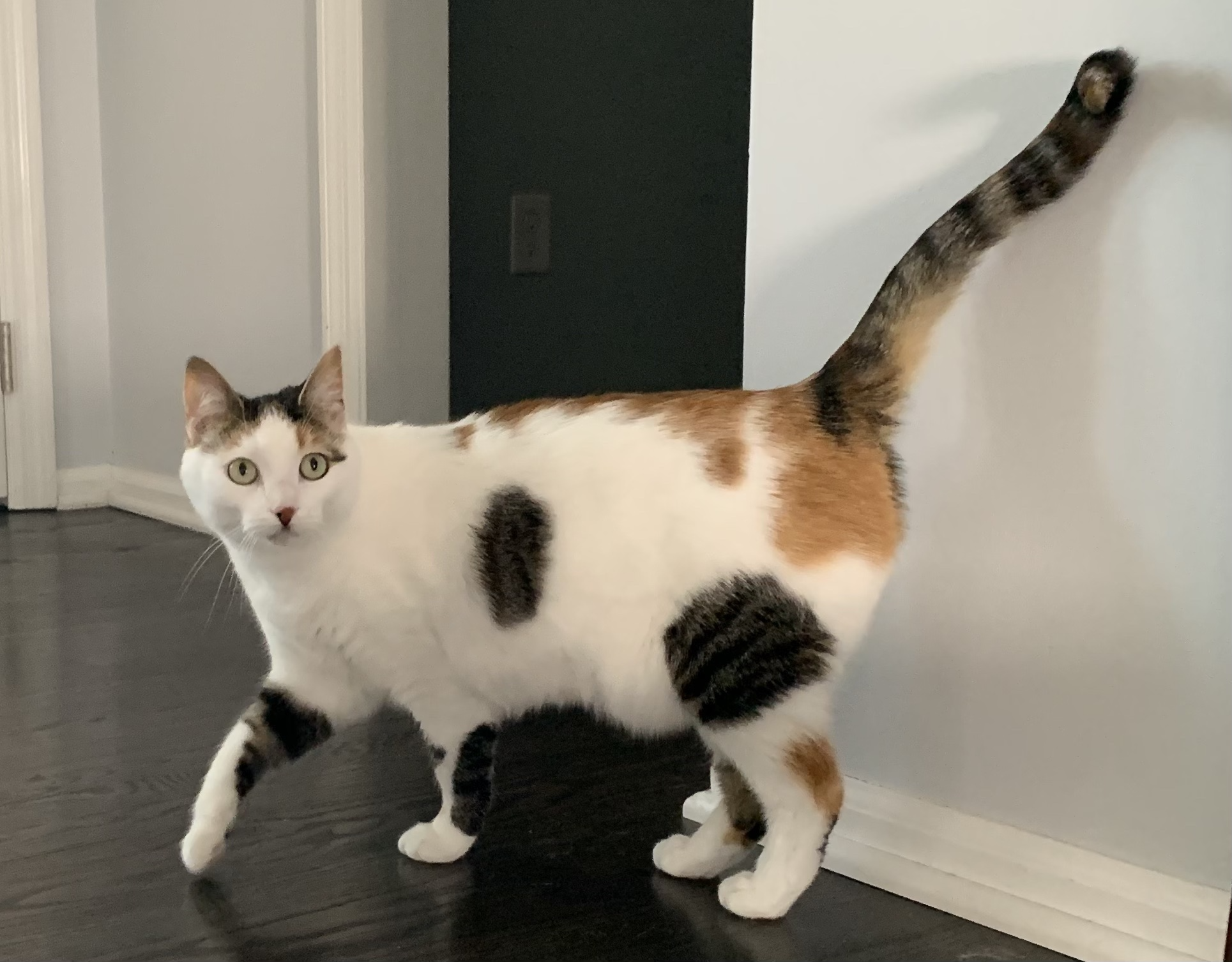 Winnie is a 4-year-old Calico in the LaRue family.
