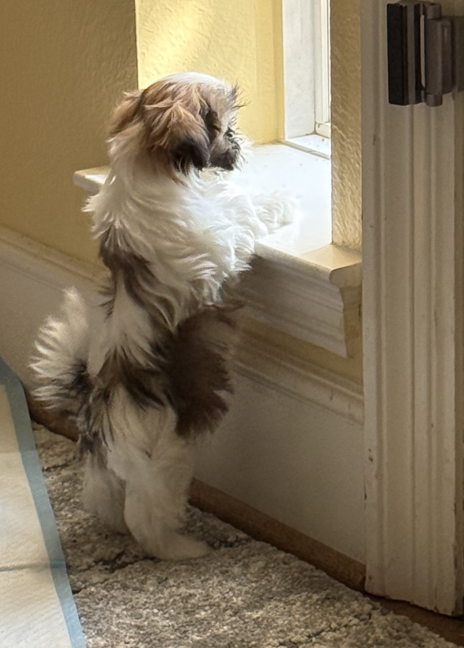 Window Gazing watching for wildlife