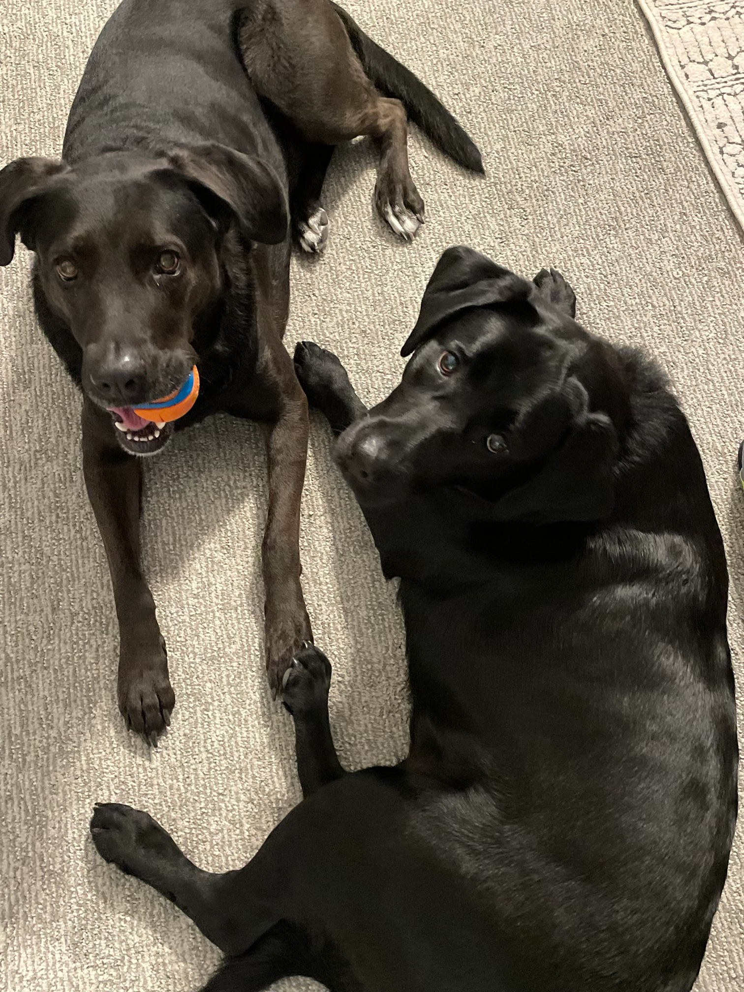 Sister Pups Maggie and Piper