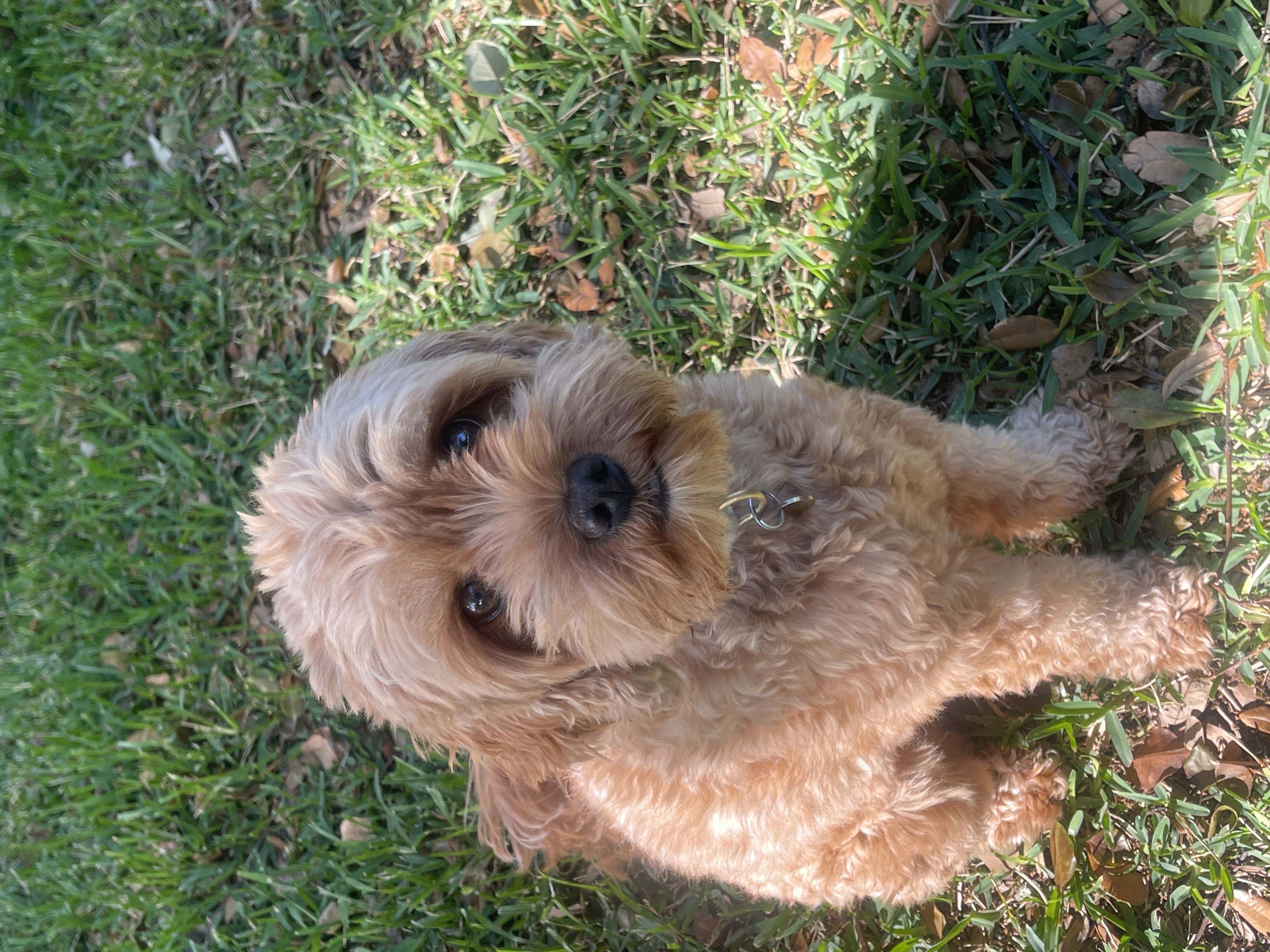 Arthur, Part of the Singer Family in Belleair
