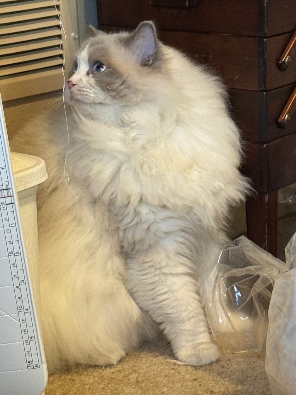 Fluffy Prince Hairy