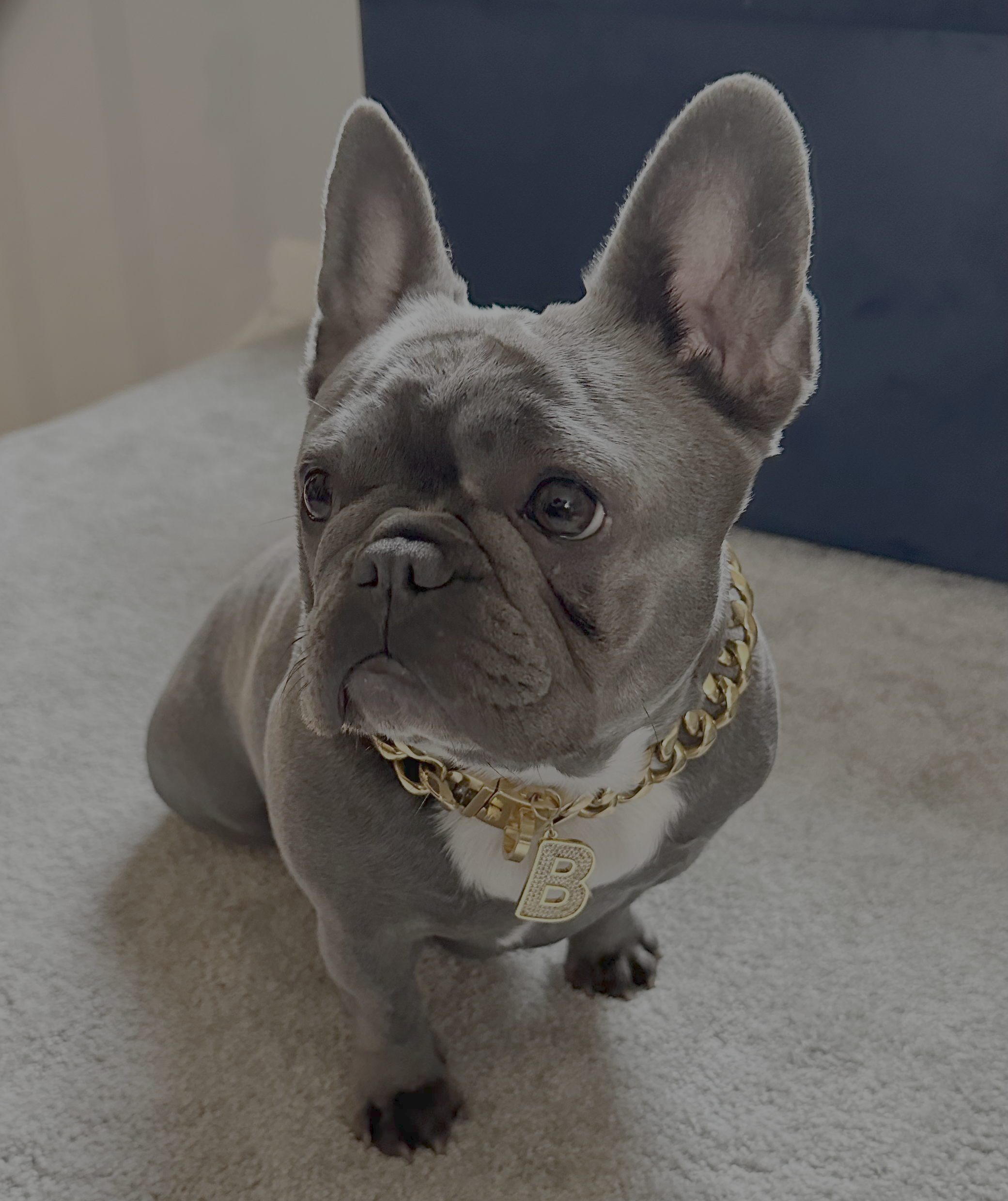 French Bulldog, Basil is a perfect travel companion.