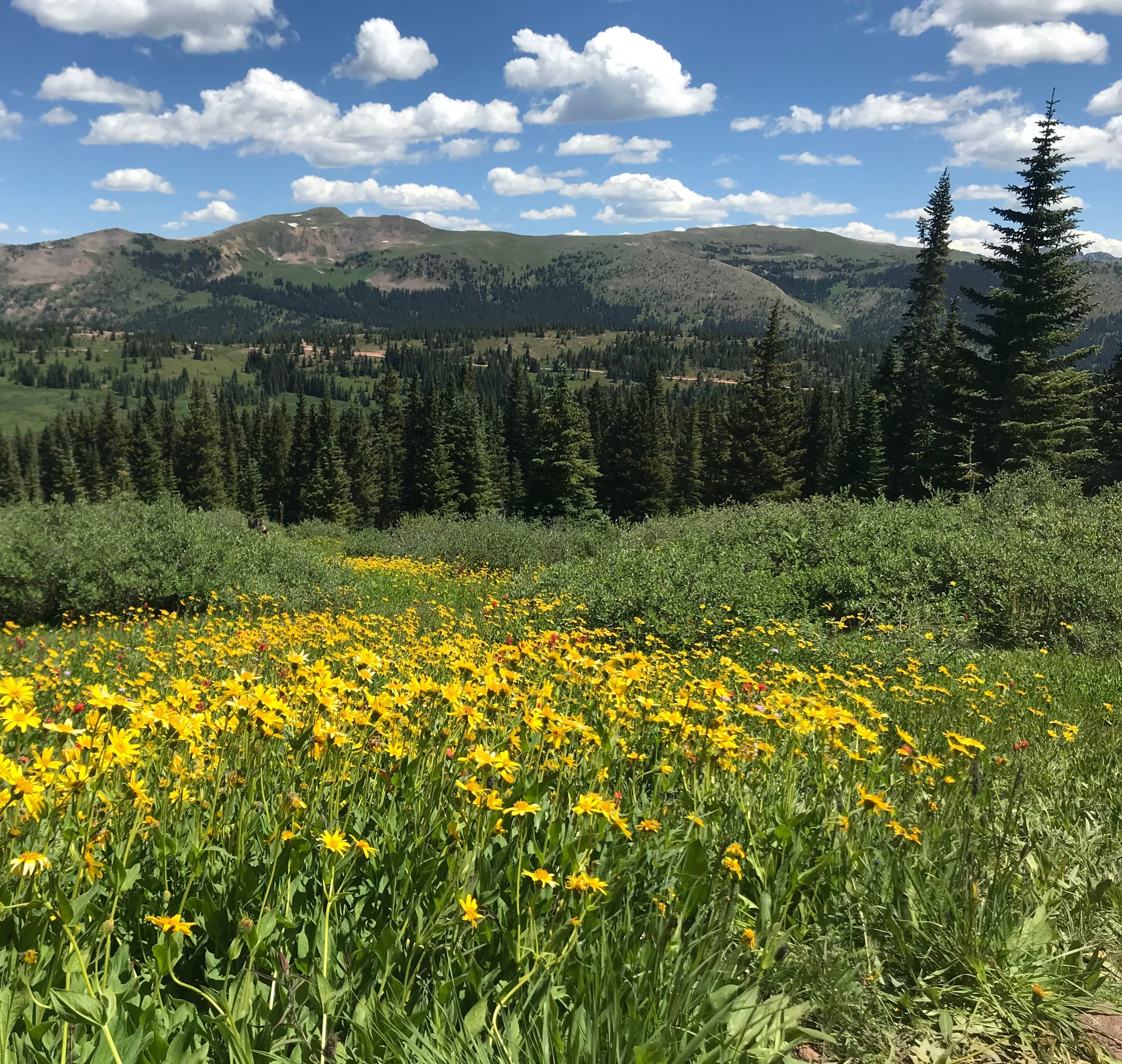 Wildflowers on Shrine Ridge