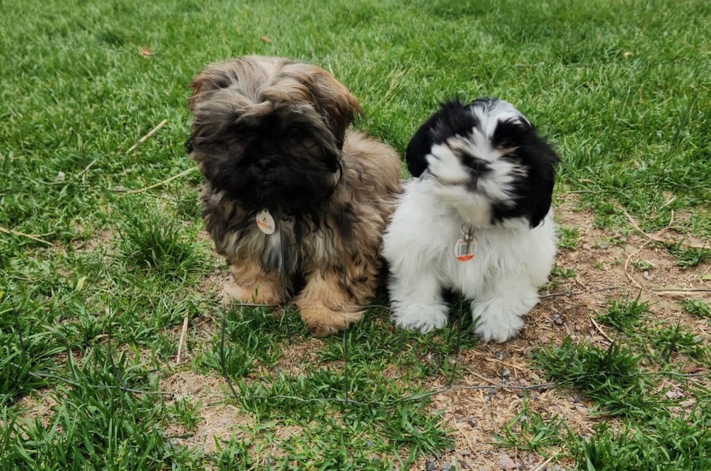 Gizmo and Lizzy | Photo provided by Erin Low