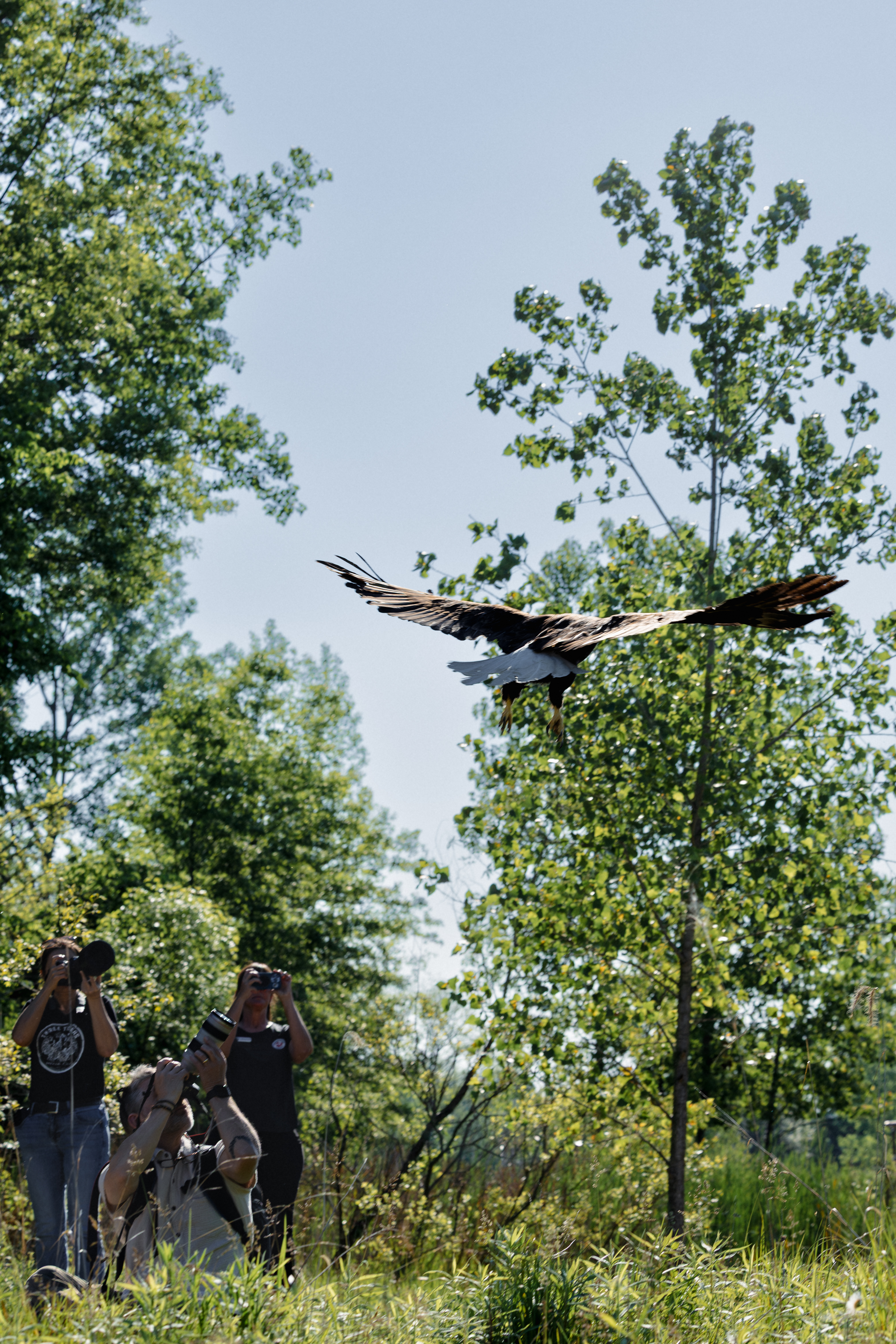 Eagle soars as spectators take photographs.