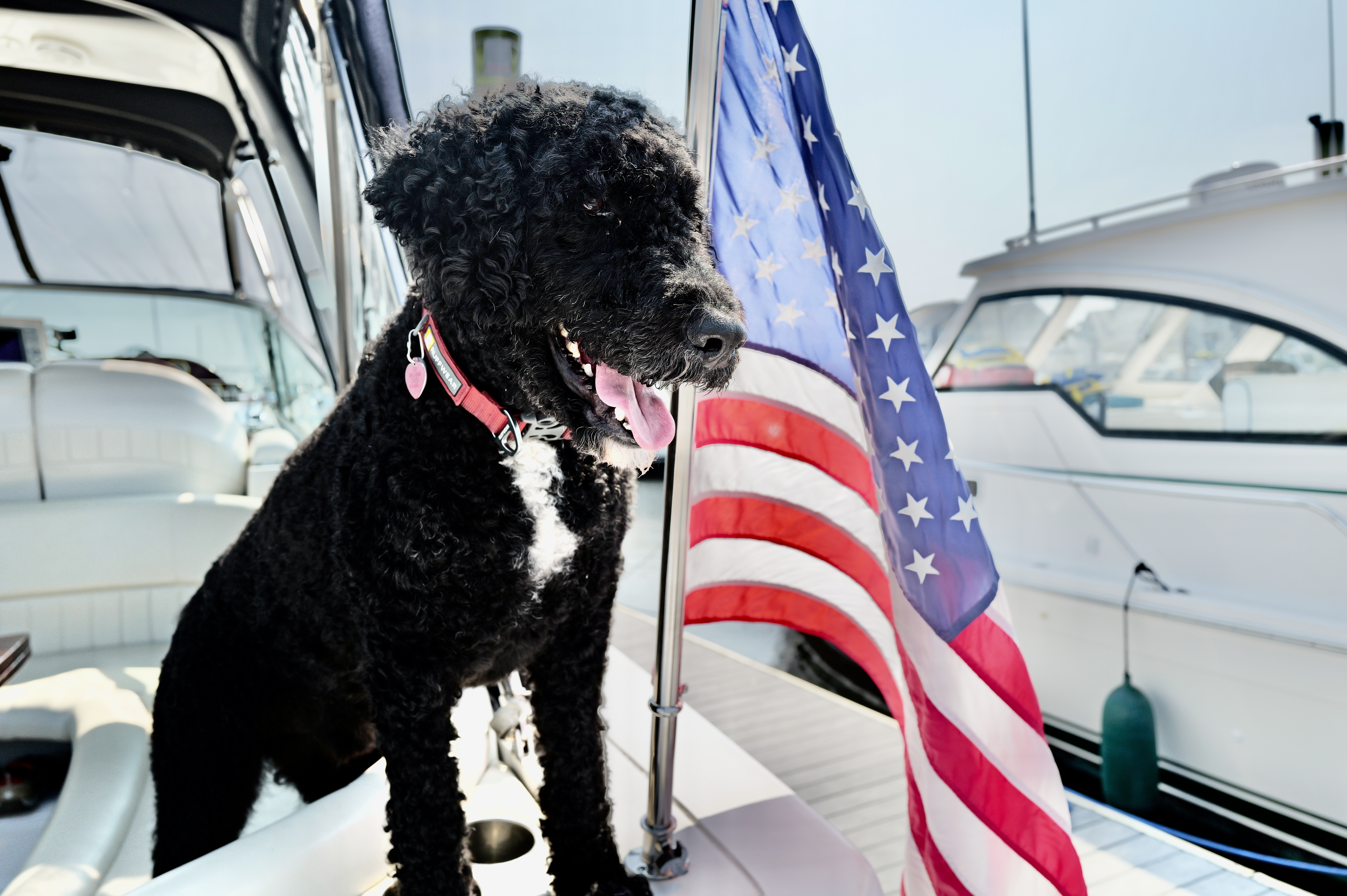 While their seasoned canine crew member will gladly join Chris and Mary Ann on the voyages they have planned for Cuttyhunk and Newport this summer, Chris says, “Max is the happiest trolling around in the dinghy!”