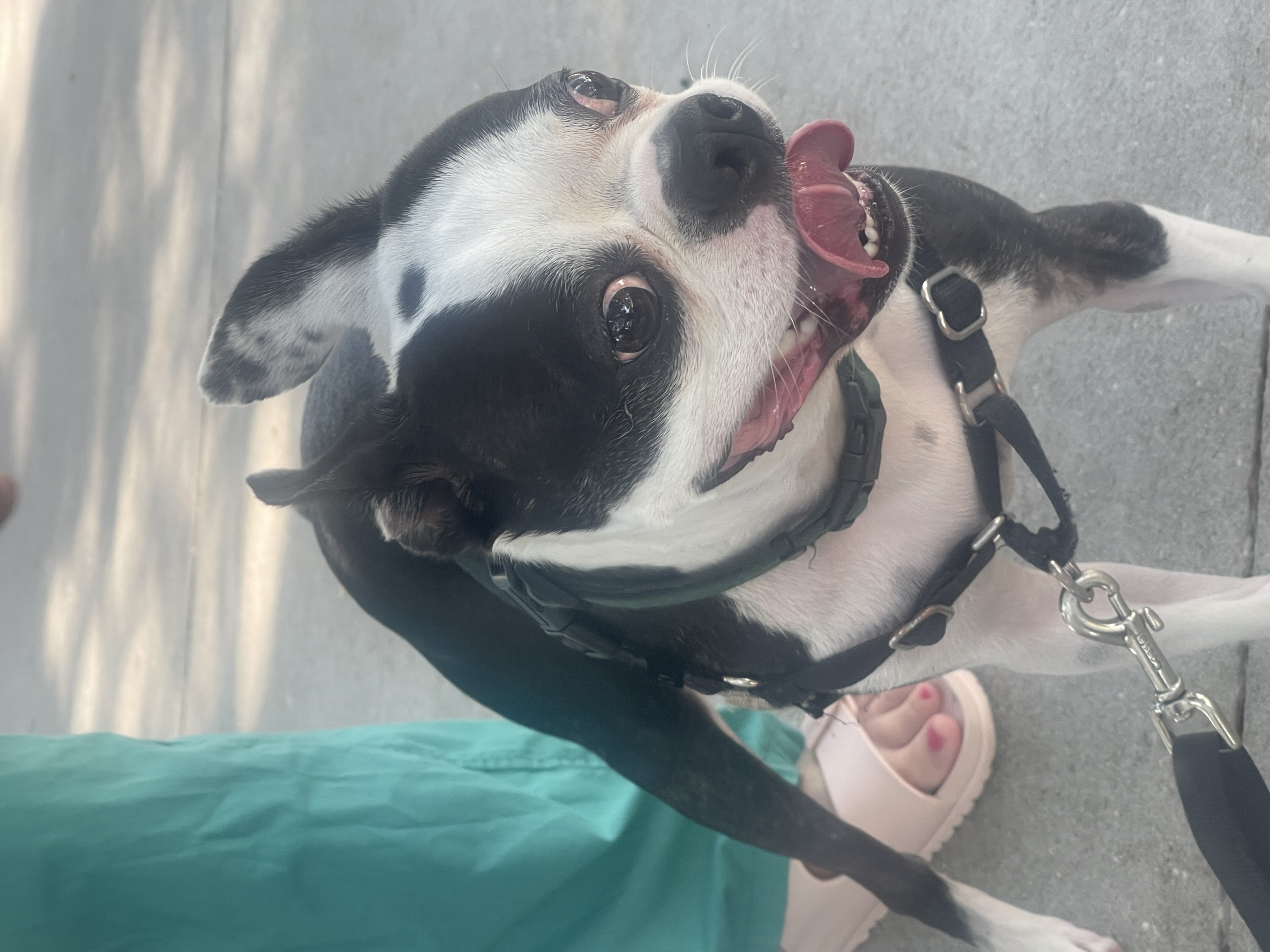 Bob the 4 Year Old Boston Terrier Rescue