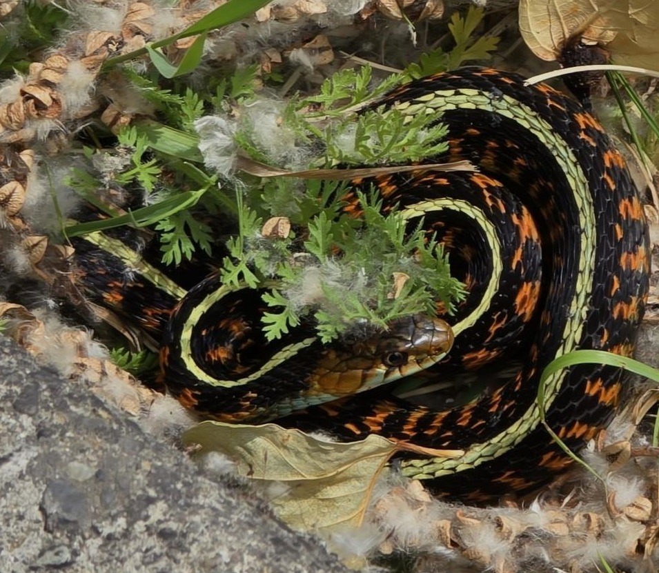 A Northwestern Garter Snake rests in the sunshine. Photo courtesy of Susan Setterberg.