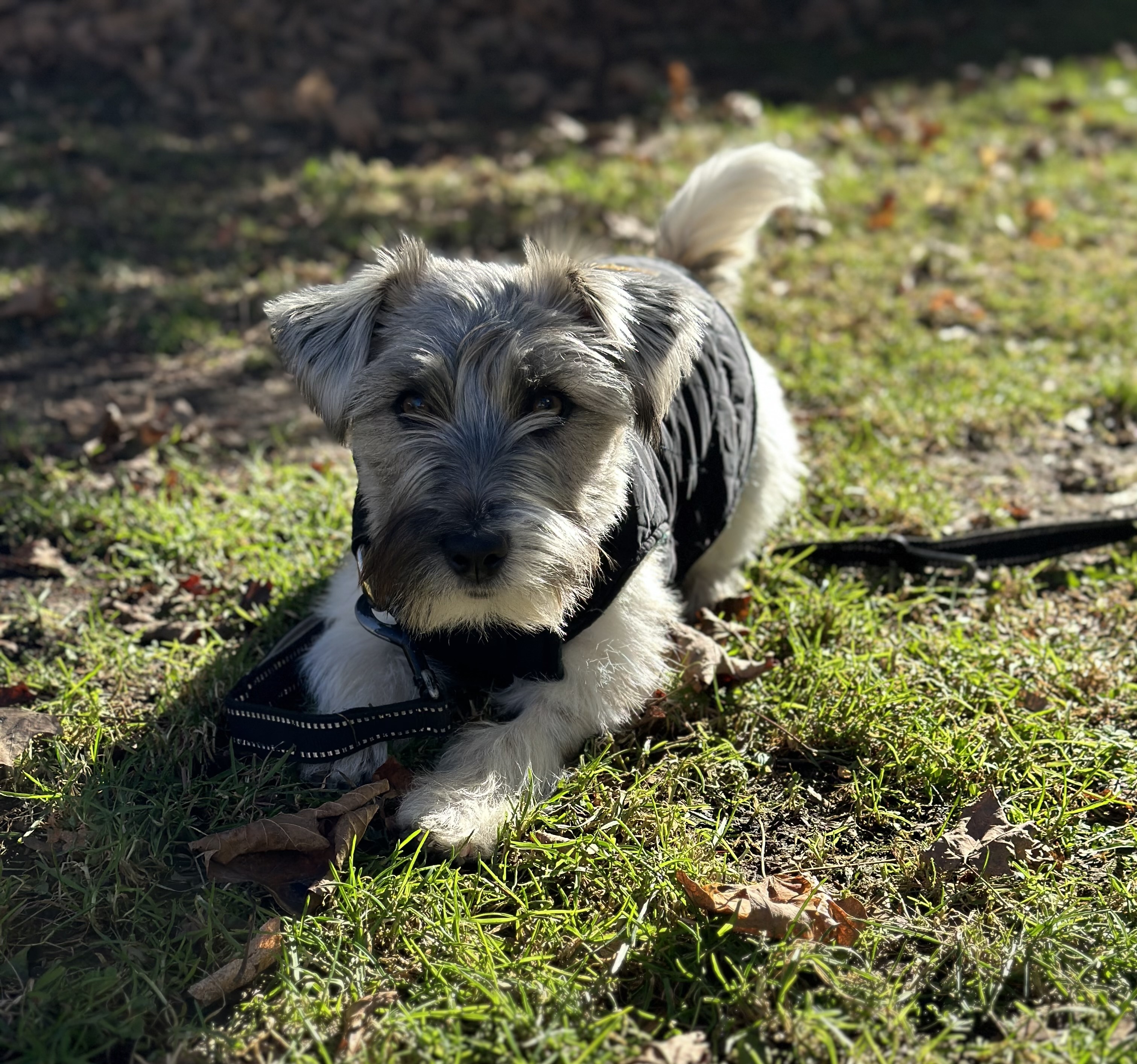 Ranger is feisty, smart, relentless, and adorable when he tilts his little terrier head to listen to you!