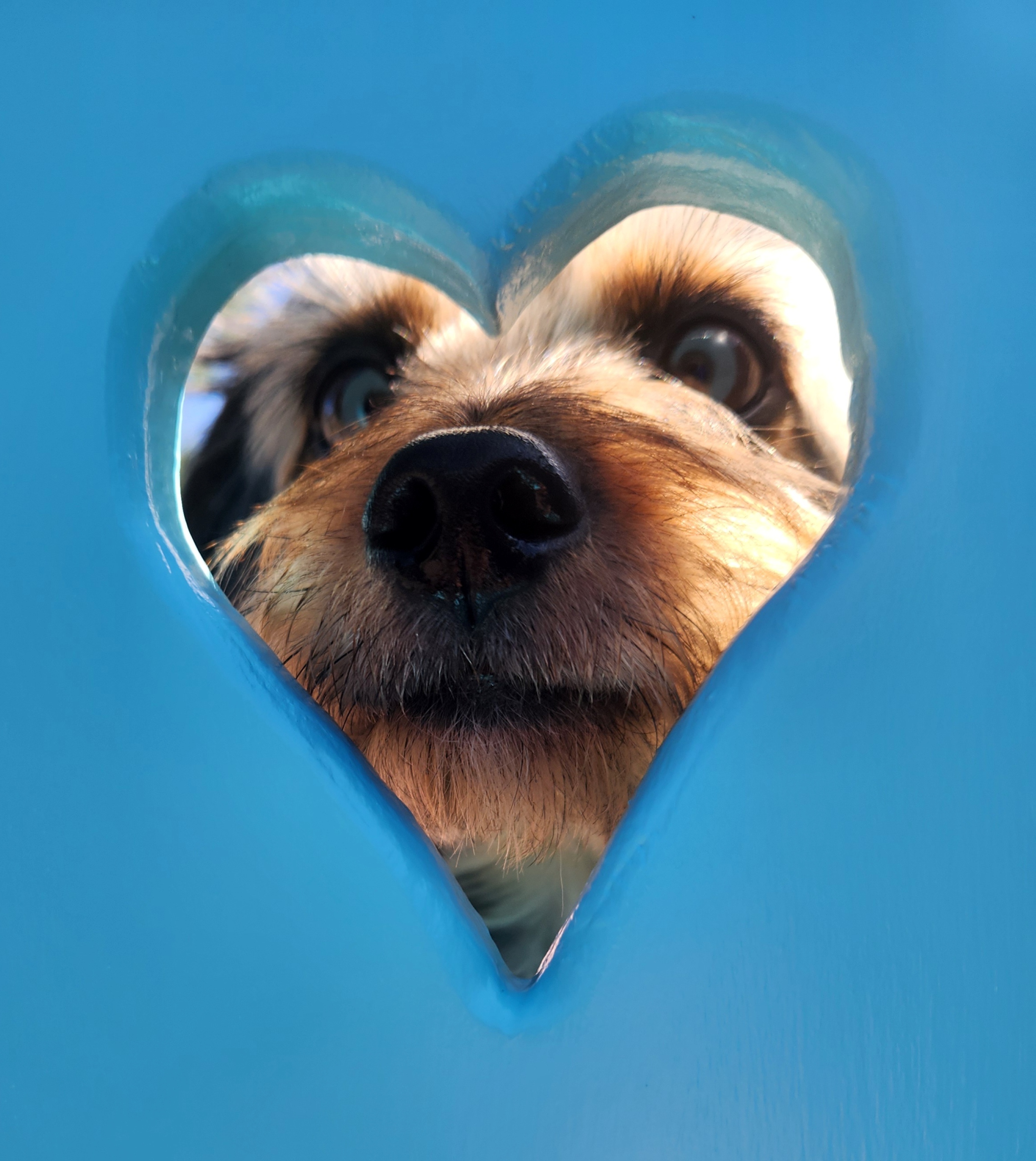 Looking through a heart-shaped opening, Norton shares one more reminder that the best things in life often come with four paws.