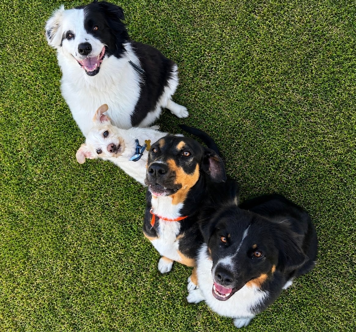 Grandberry Family of Precious Pups