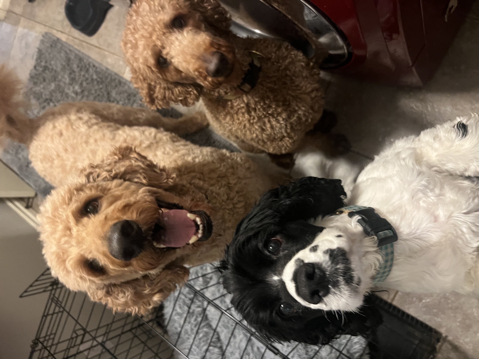 Dasher, Benny & Fozzy