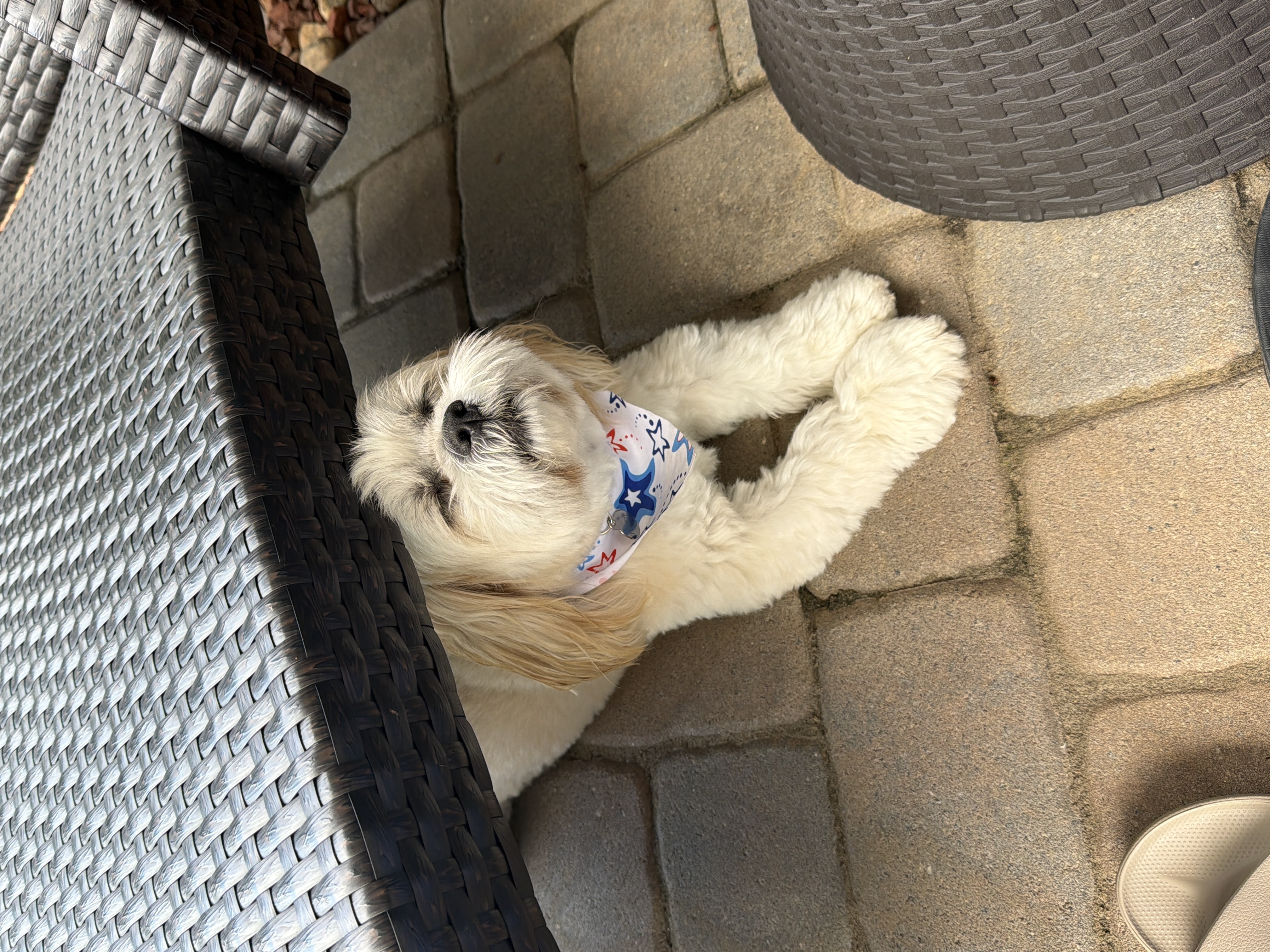 If I close my eyes and wish really hard maybe a pup cup will appear