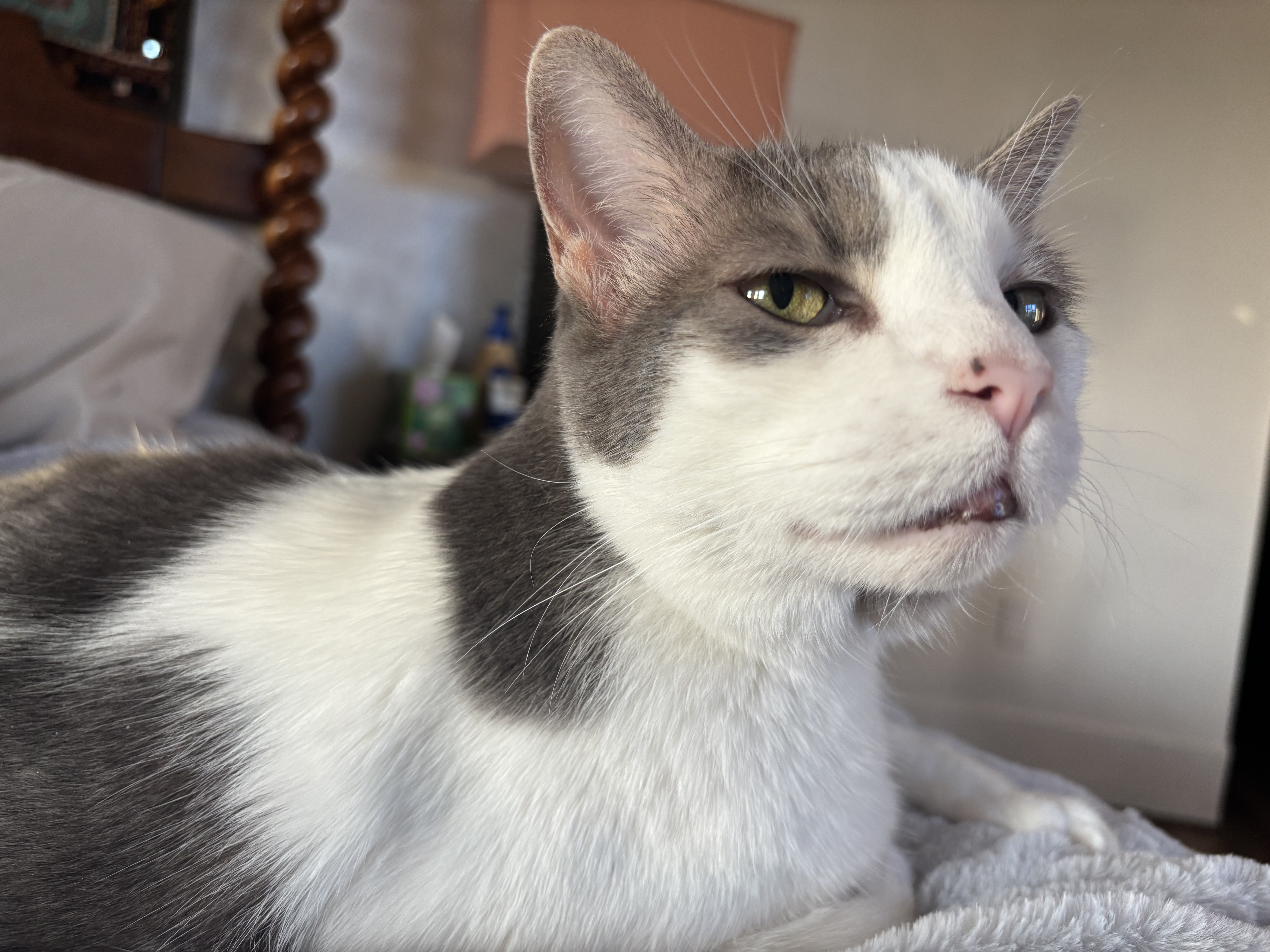 Clark is ready for his purrfect home!