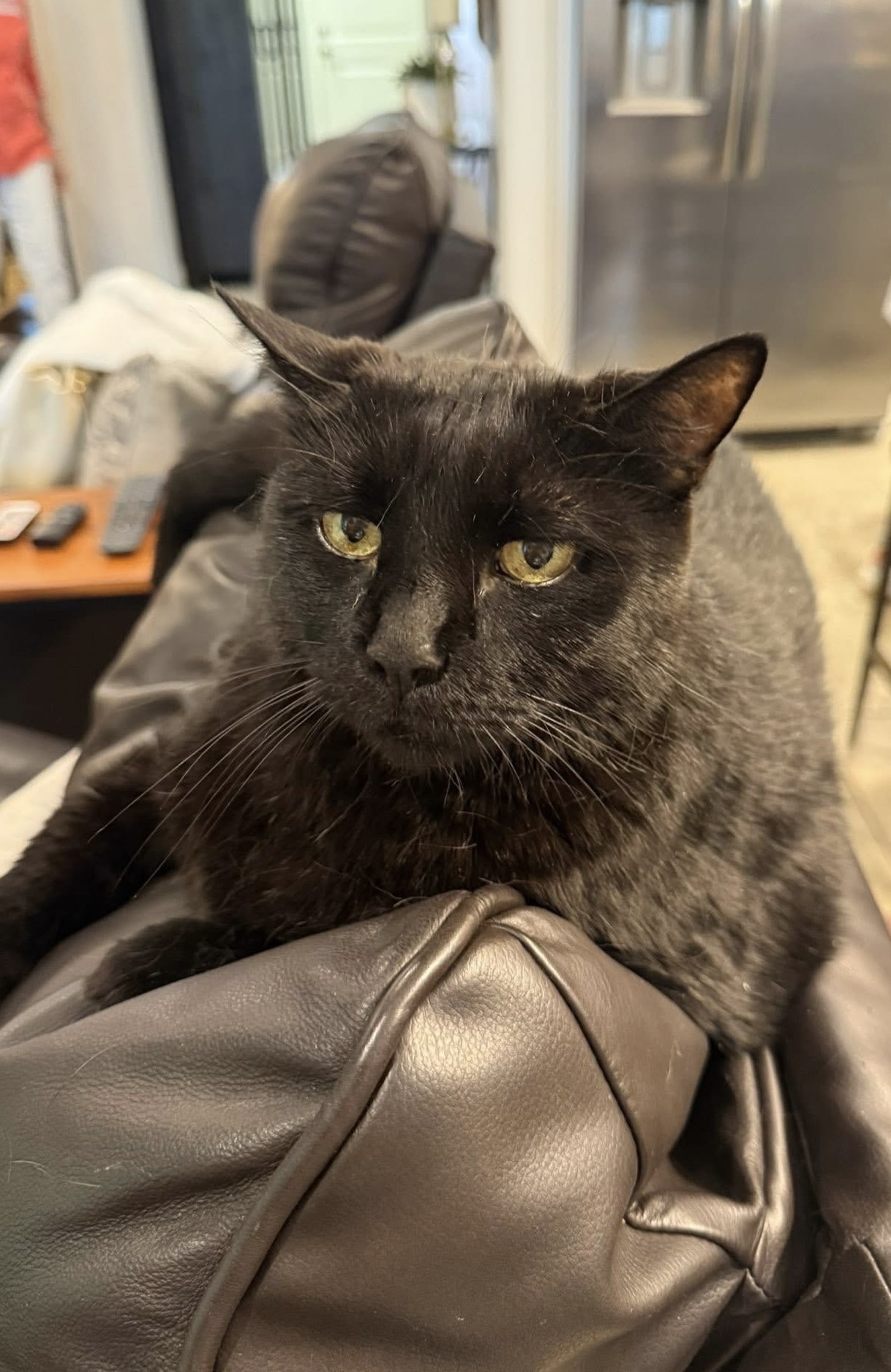 Mork with his piercing green eyes
