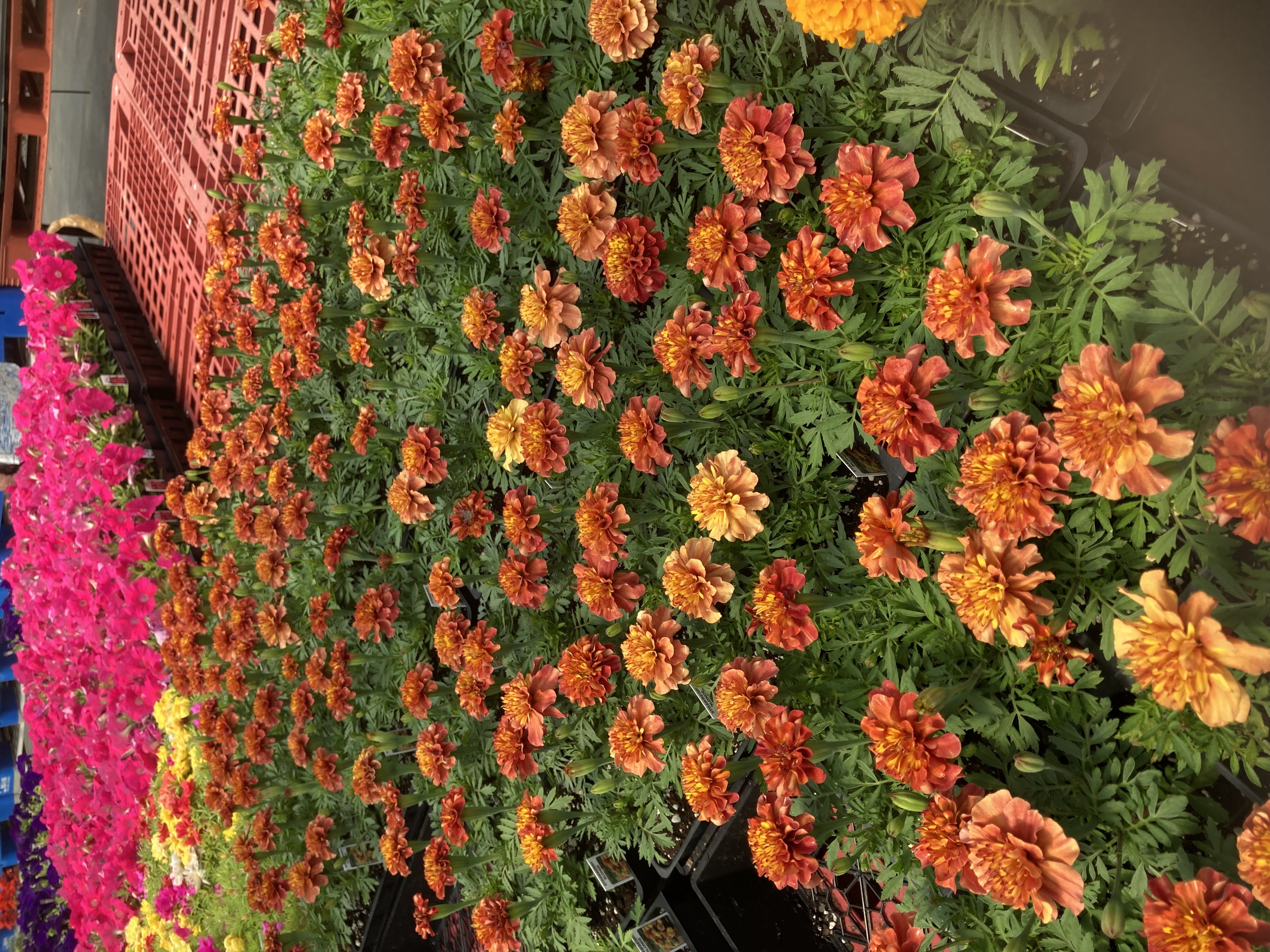 Strawberry vanilla marigolds.